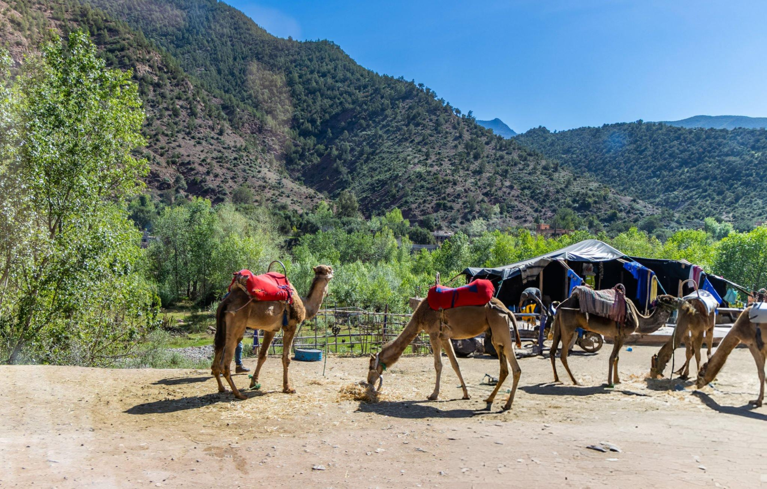 Ourika Excursion From Marrakech | Ourika Valley Day Trip & Atlas Mountains Trekking