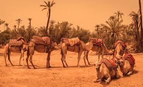 Ride Camels & Buggies in Marrakech: Top Desert Adventure & Excursions