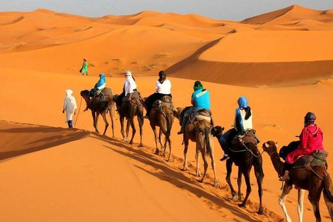 Best Camel Ride in Marrakech | Camel Ride Palm Grove Marrakech Experience2026