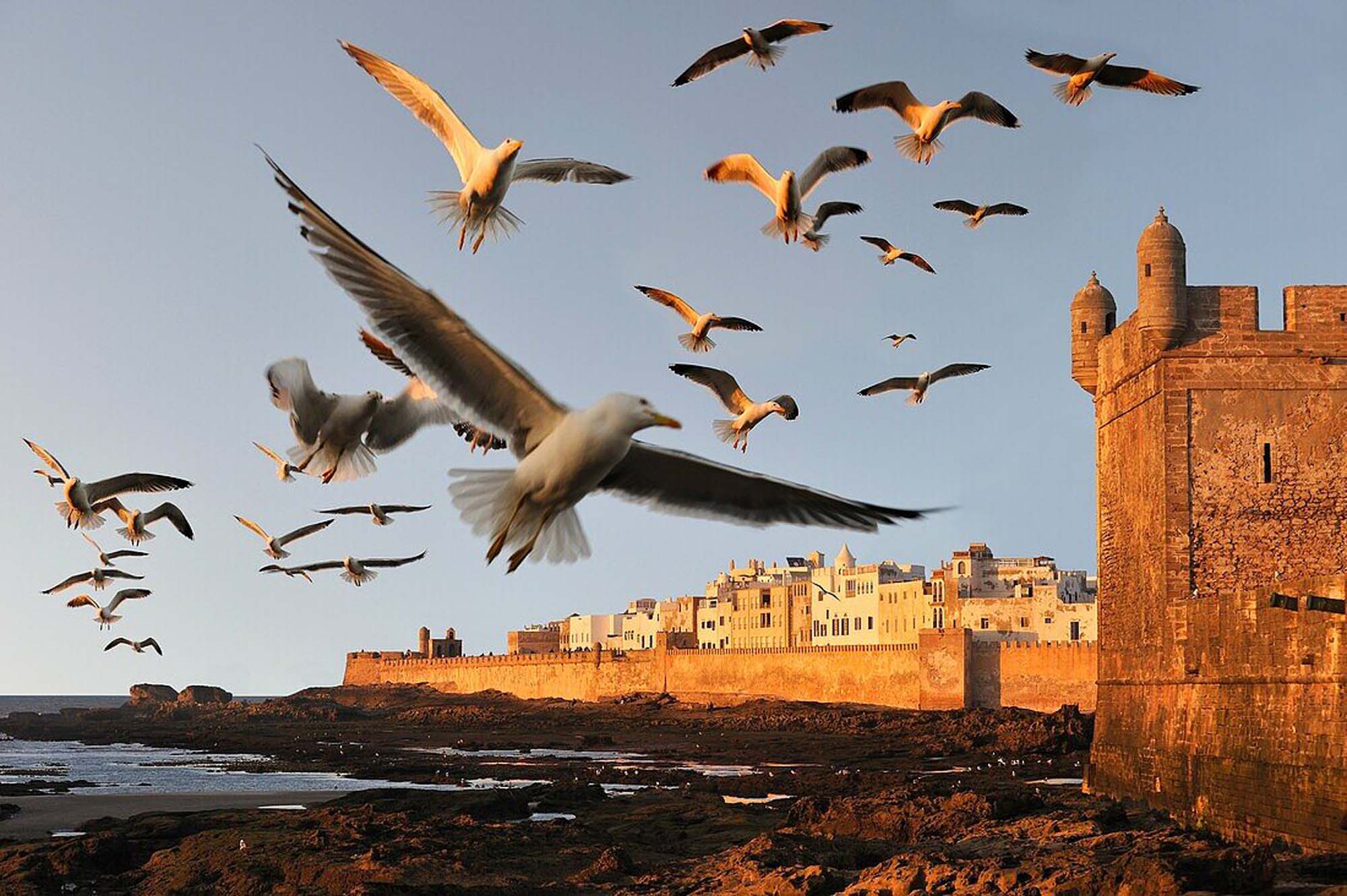 Essaouira Day Trip: 10 Unforgettable Highlights for Your Marrakech Excursion 