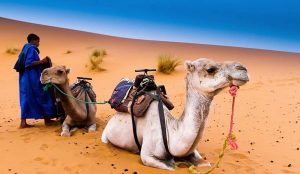 Camel Ride in Palmeraie: 7 Best Palm Grove Marrakech Tips