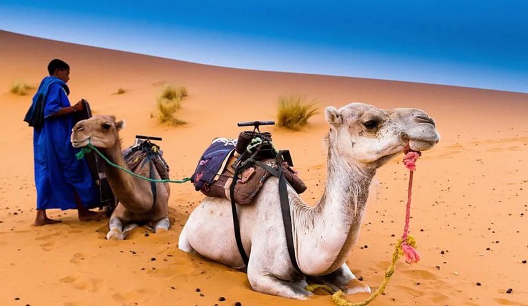 Camel Ride in Palmeraie: 7 Best Palm Grove Marrakech Tips