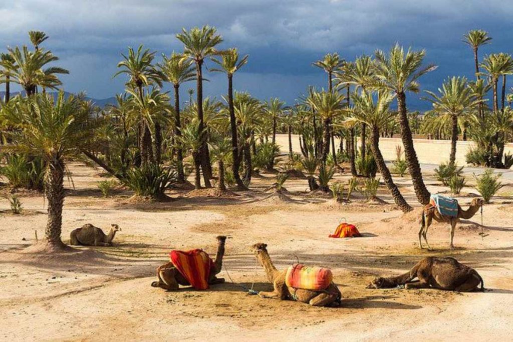 Marrakech Palm Grove Excursions: Best Activities, Camel Ride & Day Trips 2026