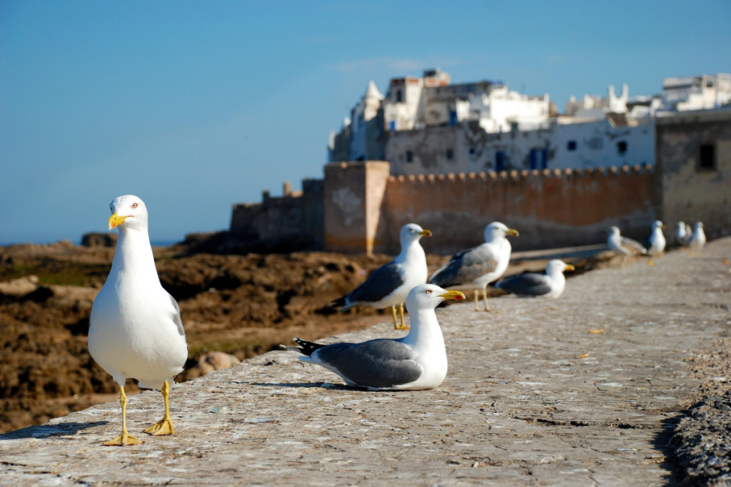 Best Marrakech Excursions In Summer