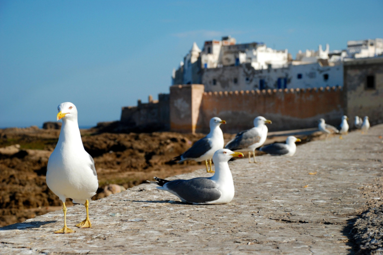 Best Marrakech Excursions In Summer