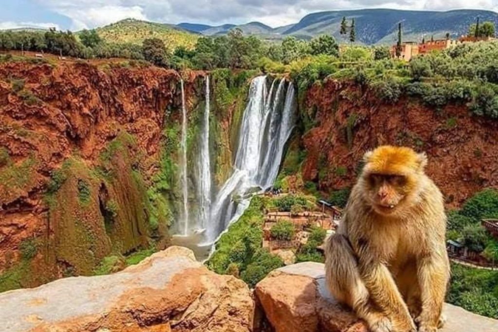Ouzoud Waterfalls excursion from Marrakech