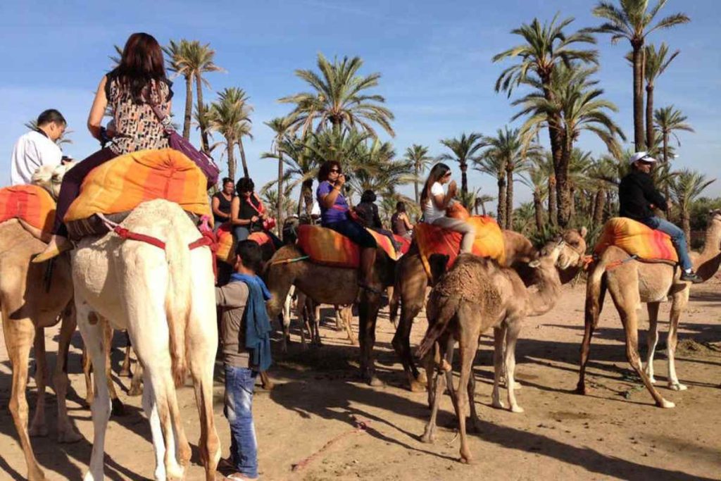 Marrakech Palm Grove excursions