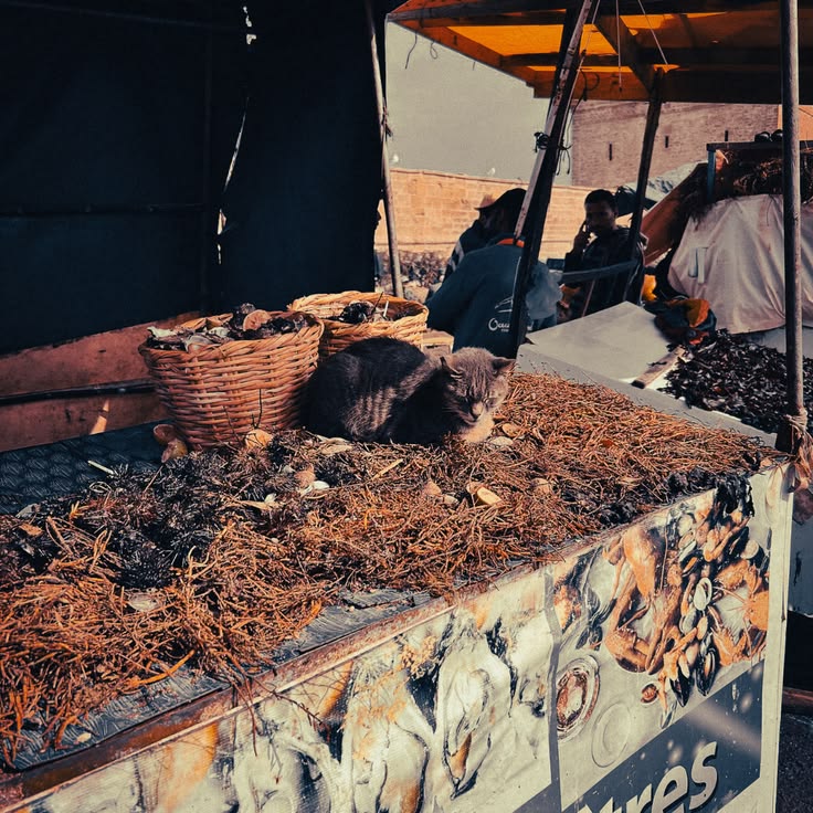 Essaouira seafood Morocco