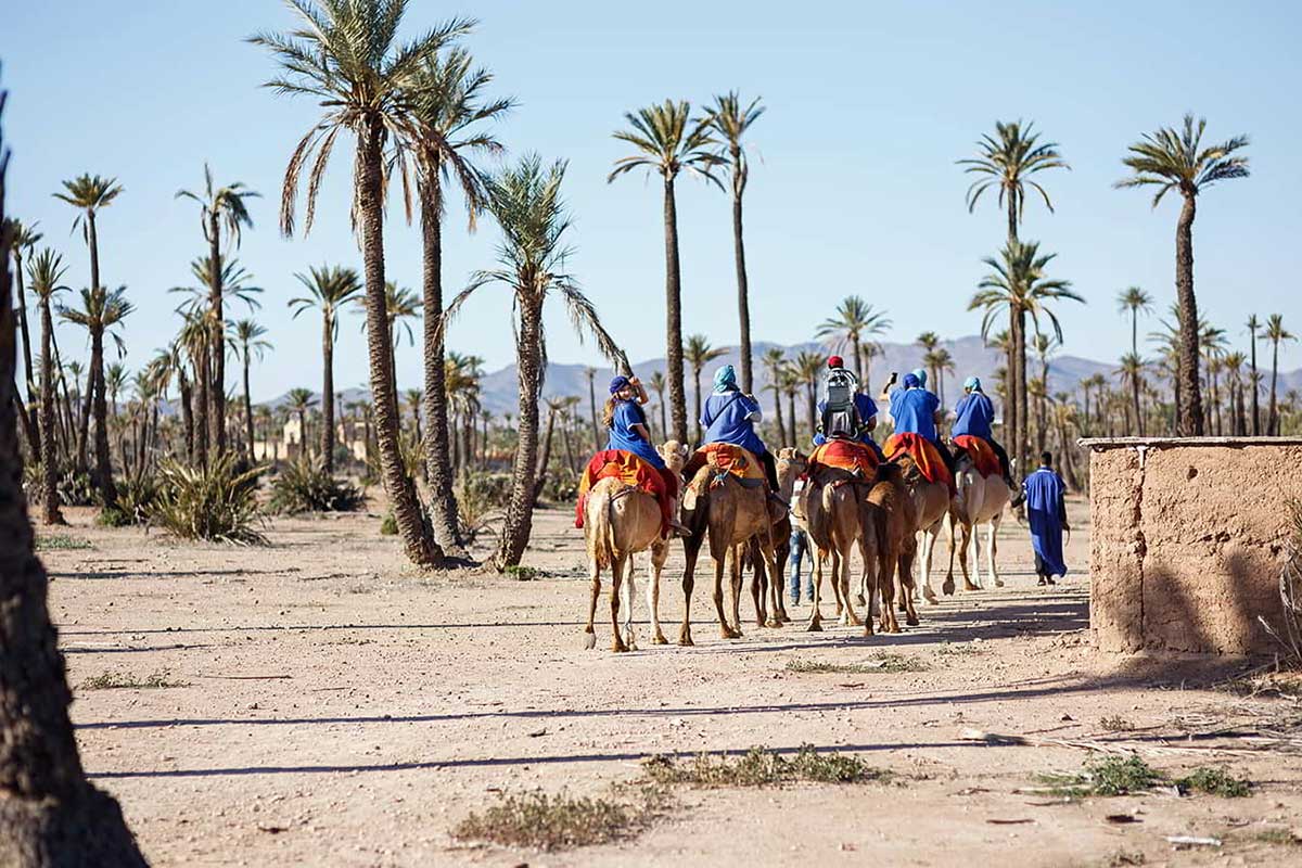 Camel Ride in Marrakech Palmeraie with palm trees